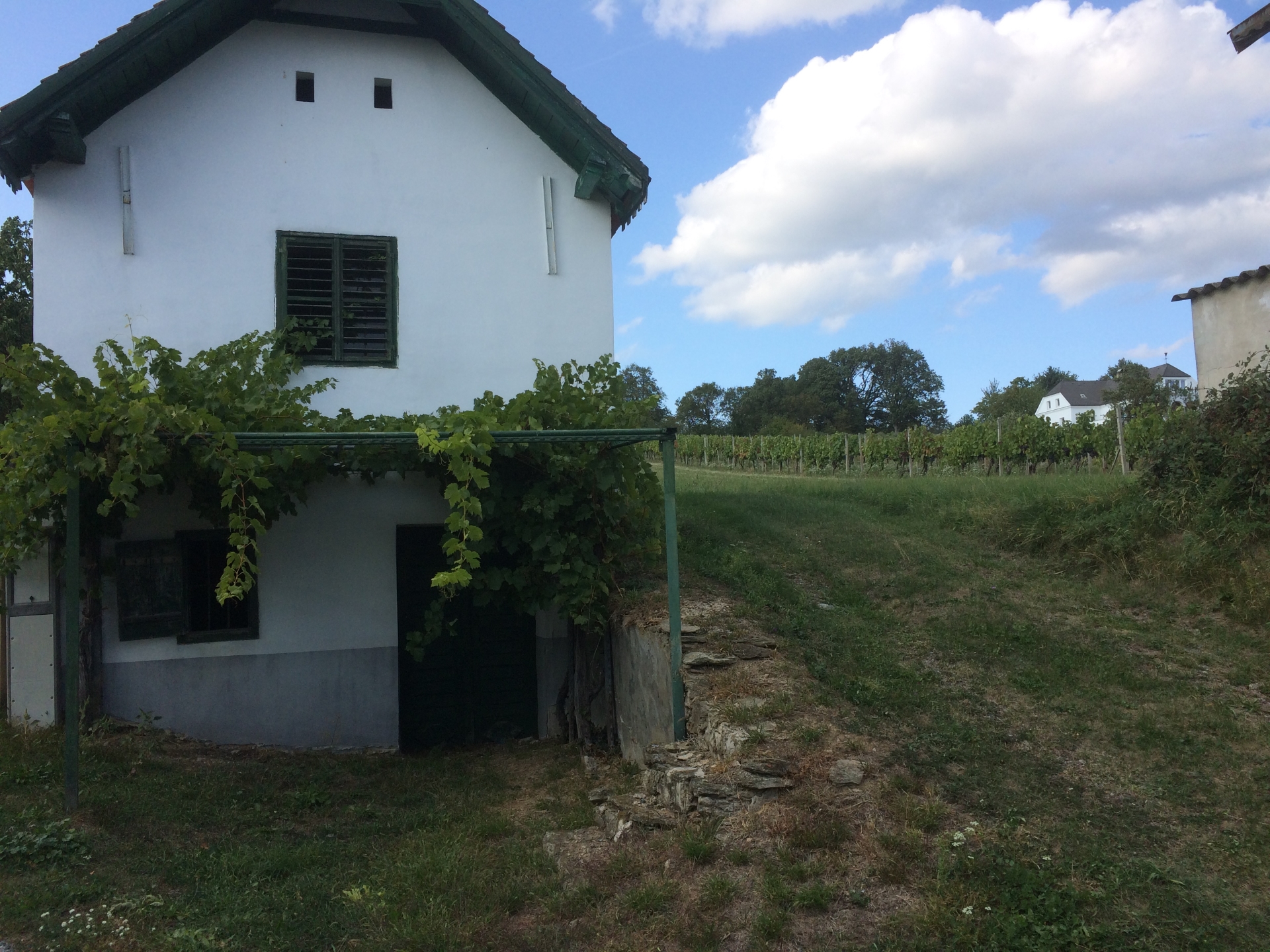 One of the vineyards in Rechnitz