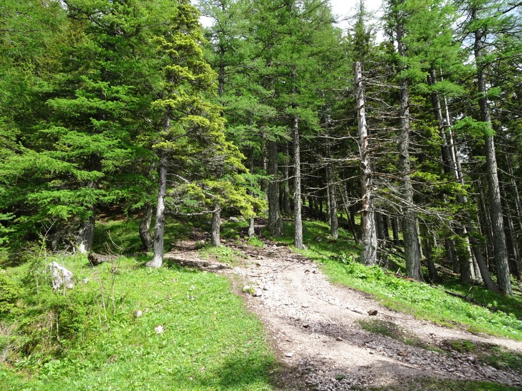 Trail towards Hochlantsch