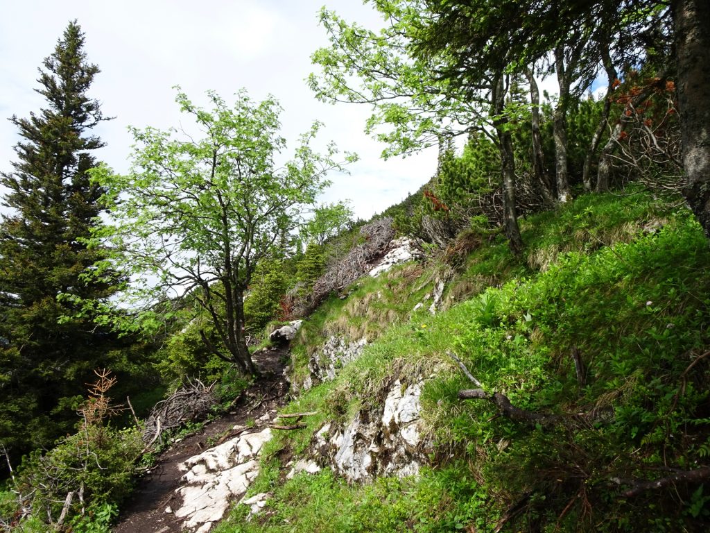Trail towards Hochlantsch