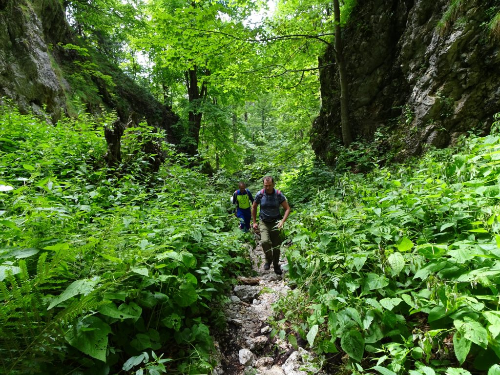 Weichtalklamm trail