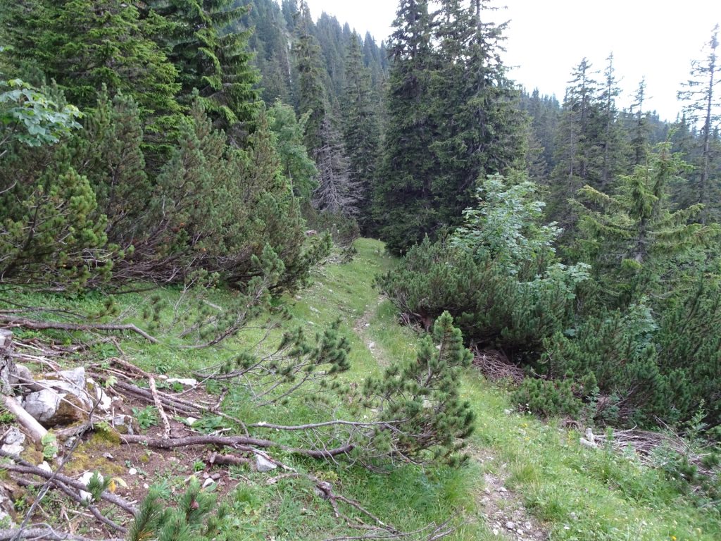 Hard to find trail towards Kienthalerhütte