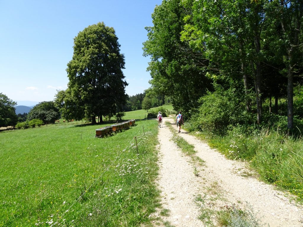 Walking towards the Hanslsteig