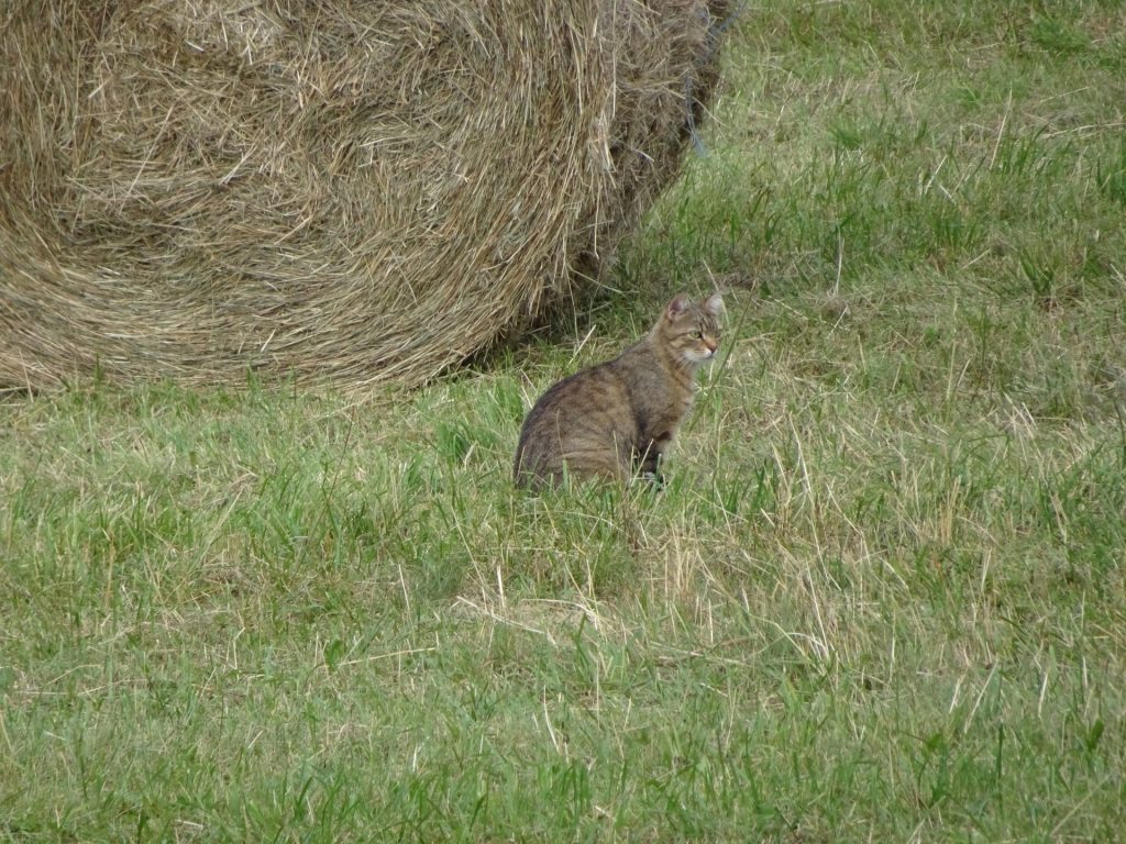 The cat of Gasthof Postl