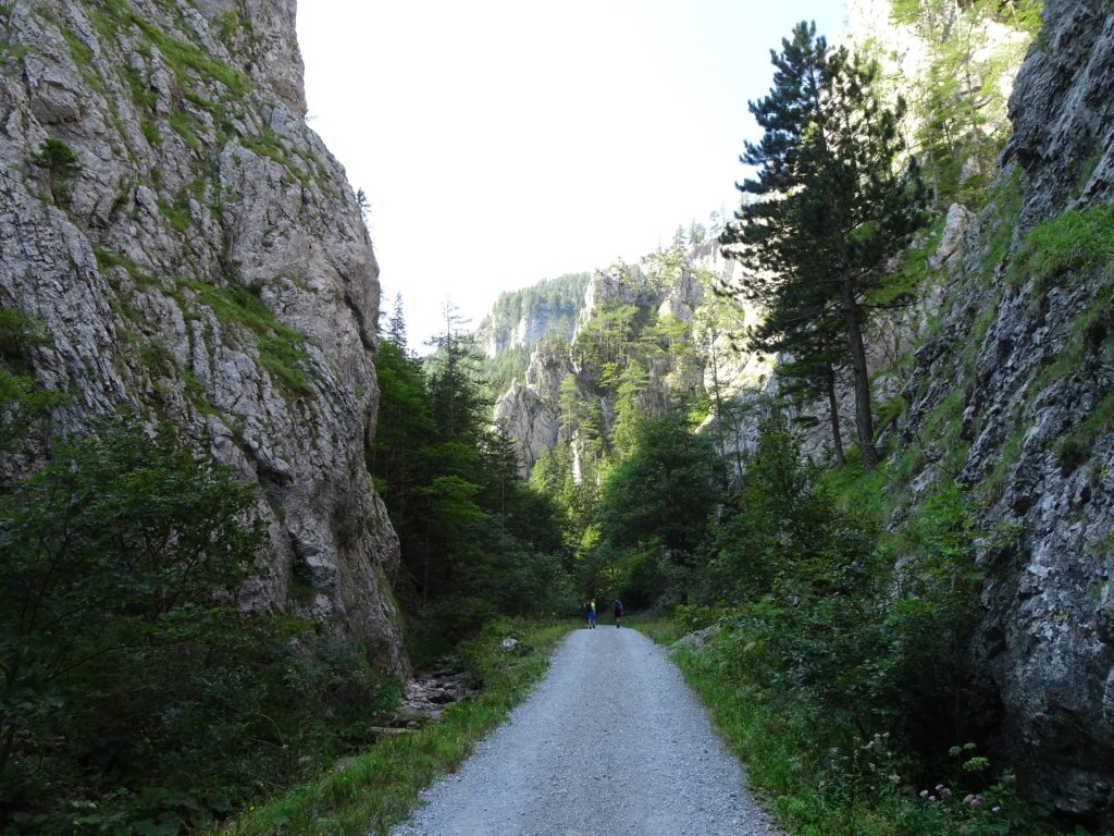 Forest road towards the trails