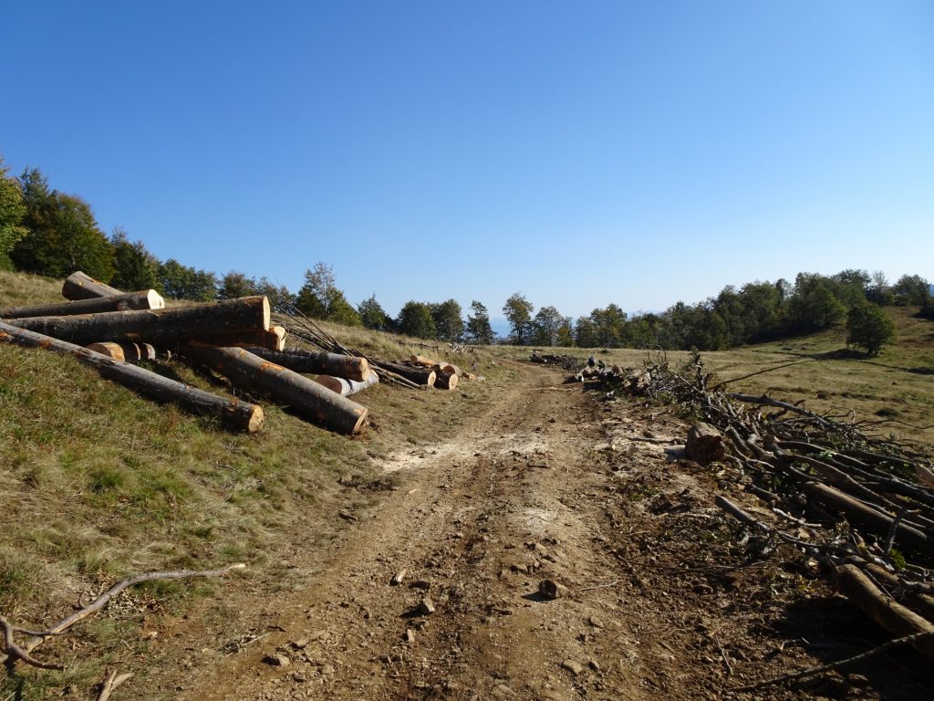 Forest road towards Creasta Cocosului