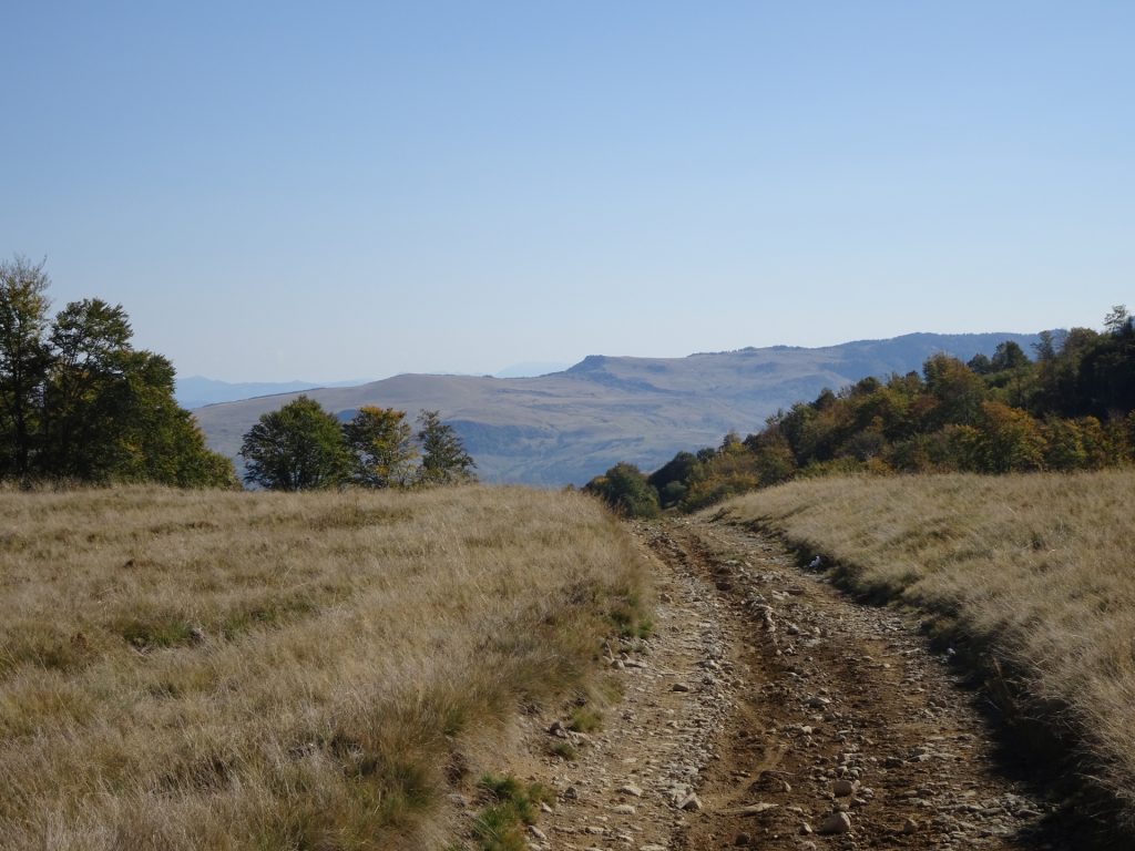 View back from trail