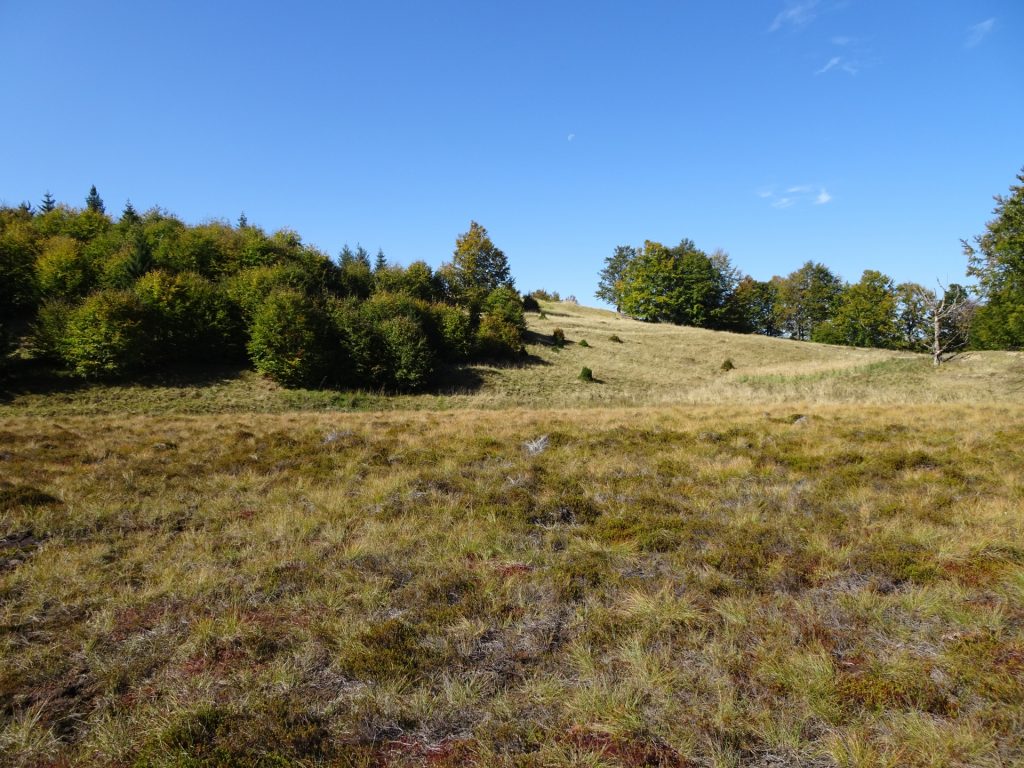 Mountain pasture view from the lake