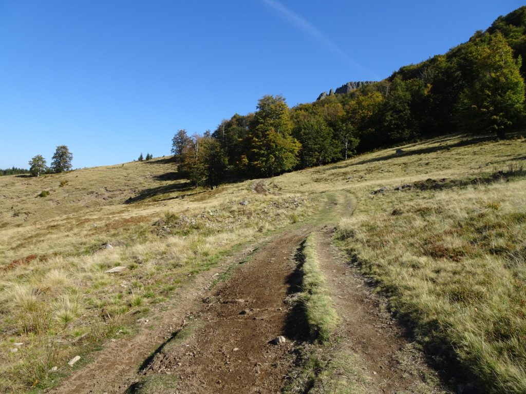 Forest road towards Creasta Cocosului