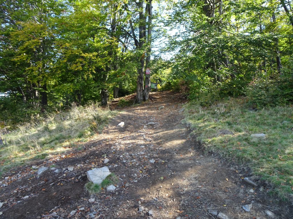 Start of steep hiking trail towards Creasta Cocosului