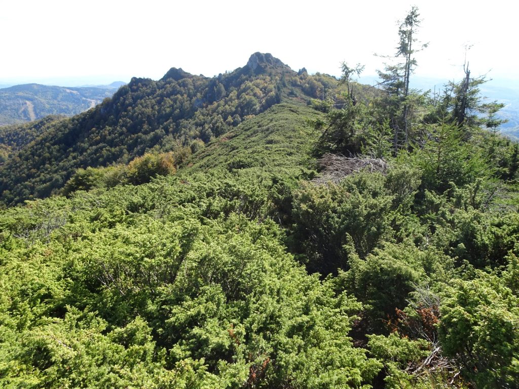 Overgrown trail