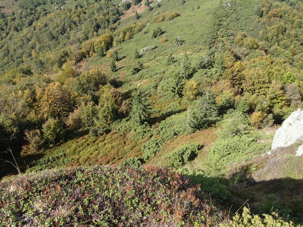 View downwards from the trail