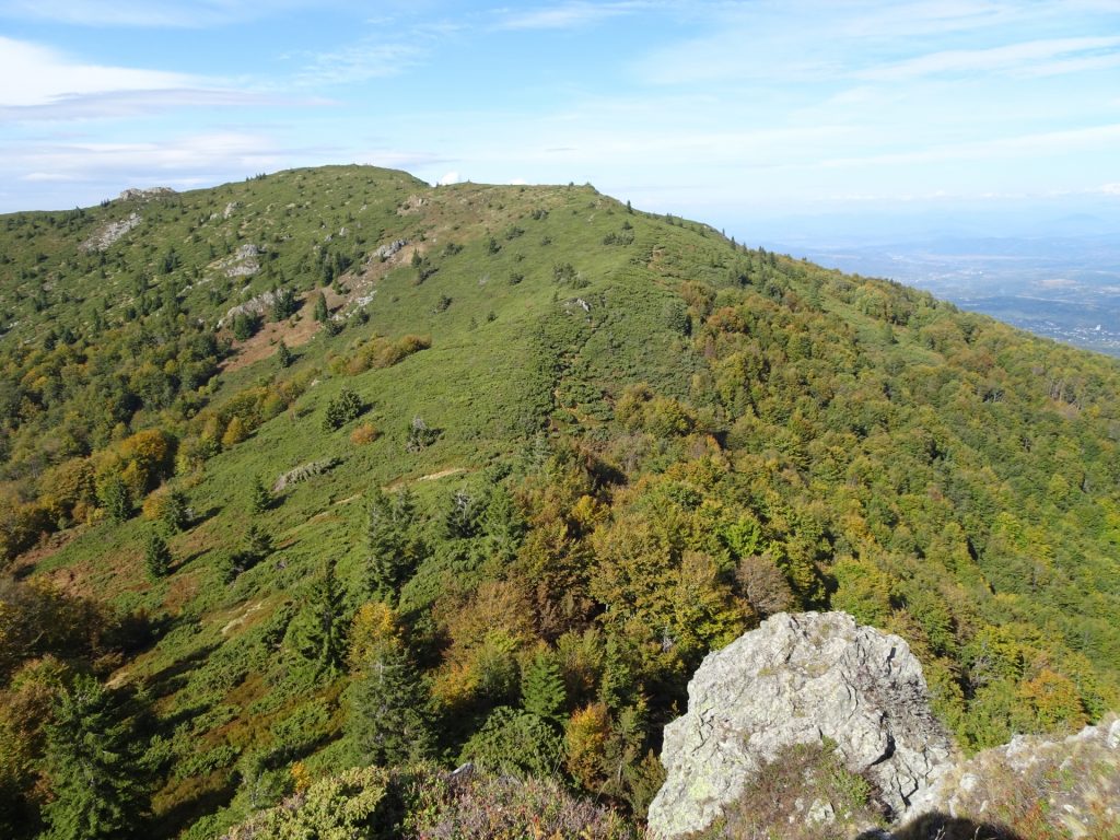 View back on the overgrown (but visible) trail