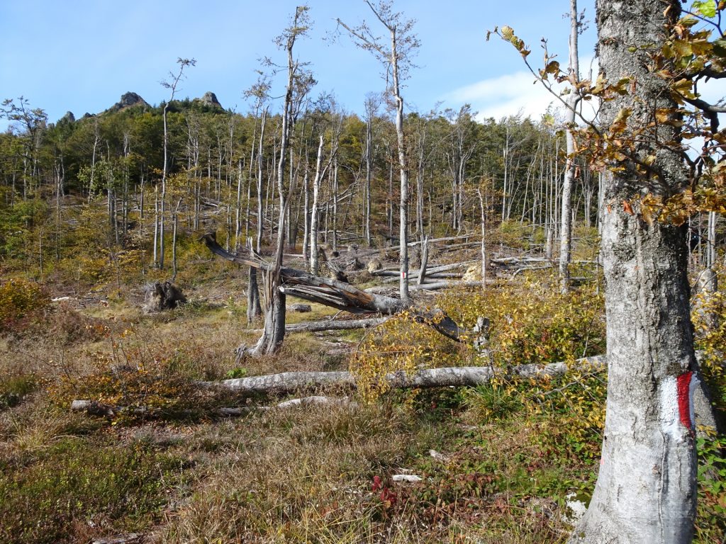 Trail back towards parking