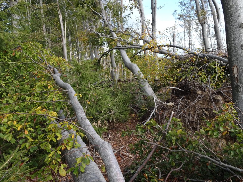 Broken trees are blocking the way