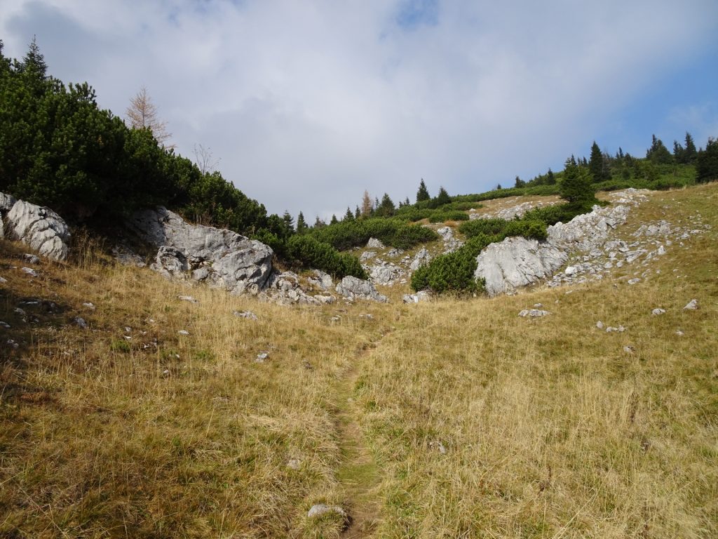 Mountain pasture after the steep trail