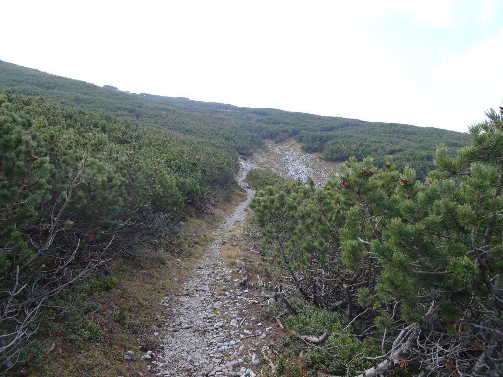 Trail around the Scheibwaldhöhe