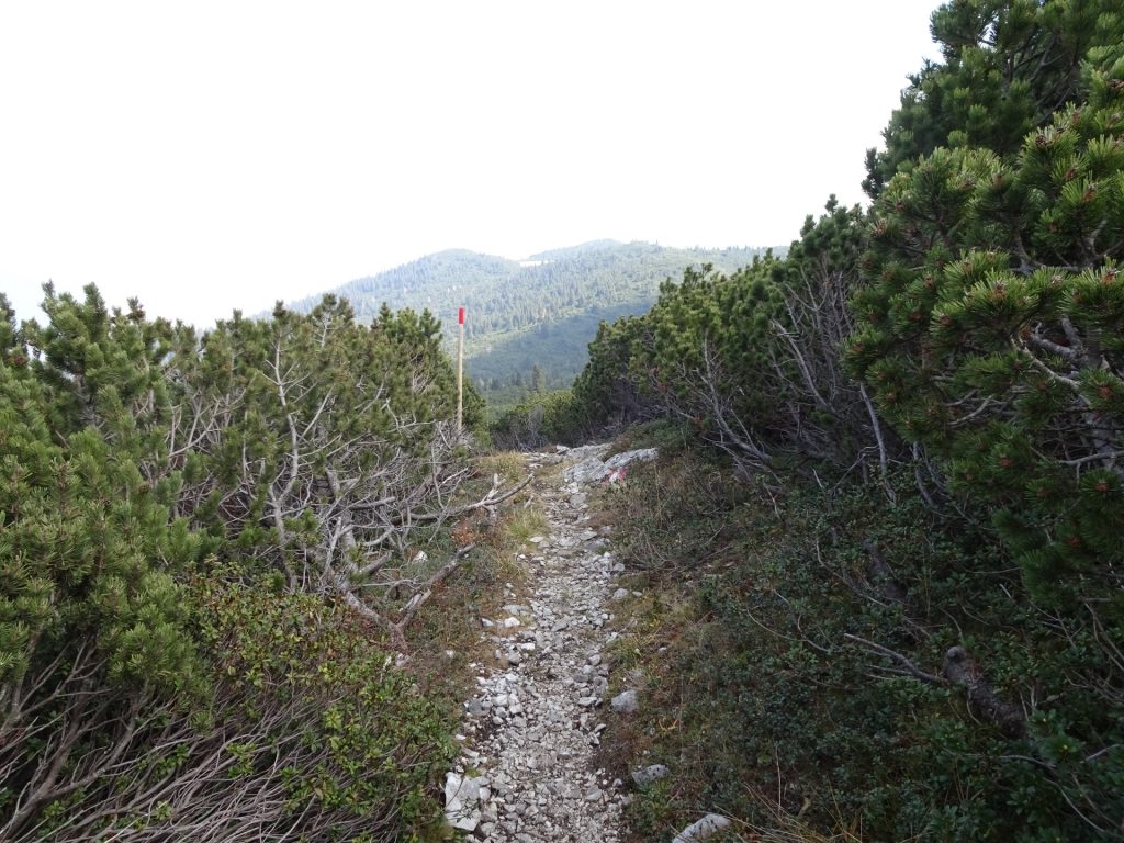 Trail around the Scheibwaldhöhe