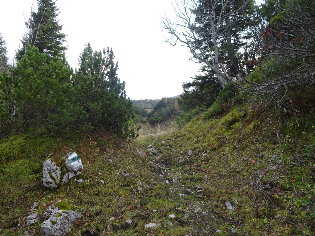 The Bärengraben trail