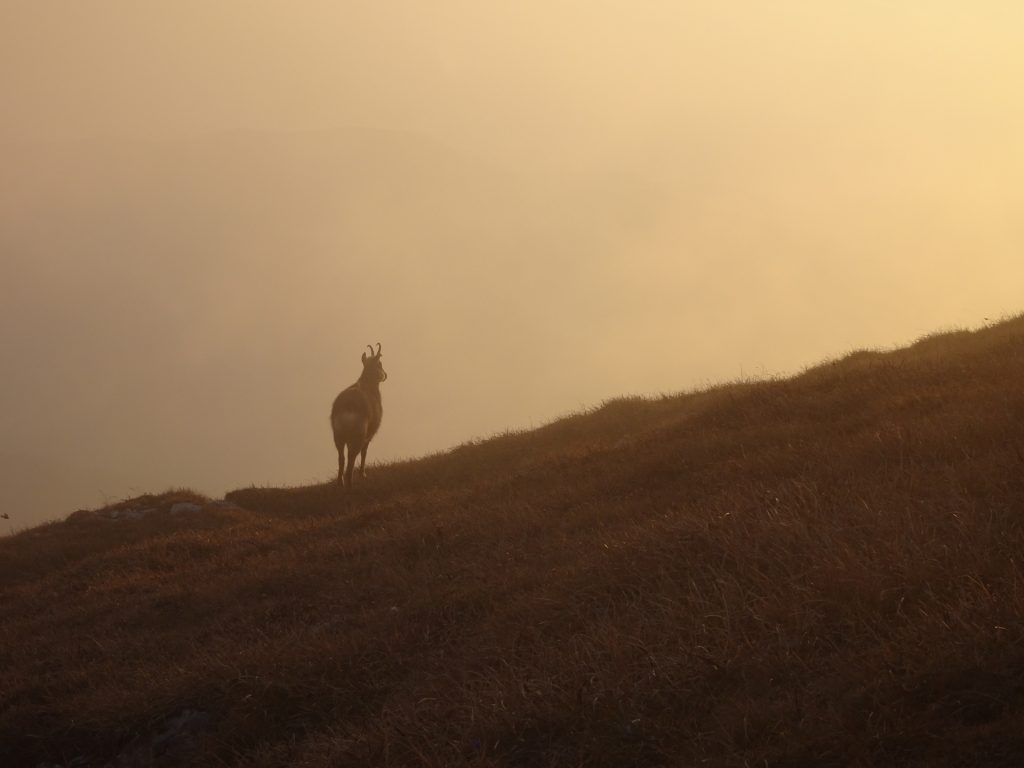 Even wildlife enjoys the spectacle of sunset