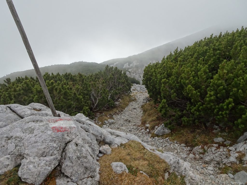 Trail towards Neue Seehütte