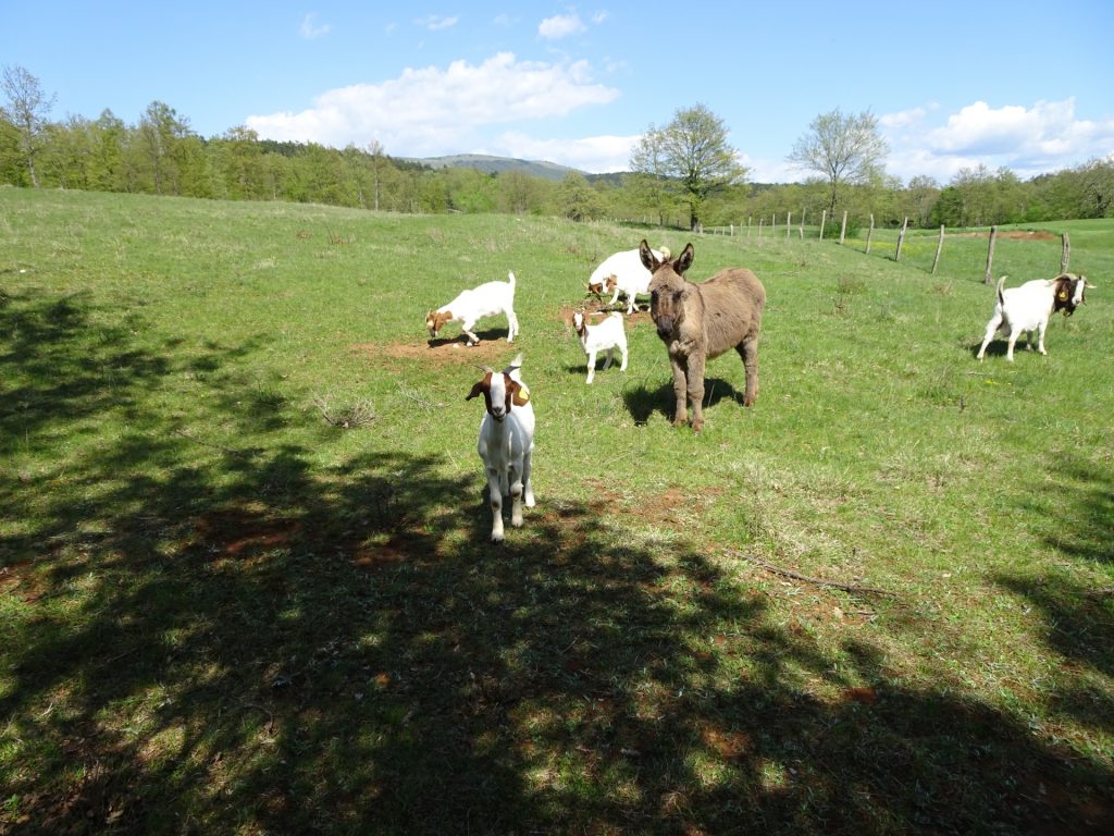 At the mountain pasture