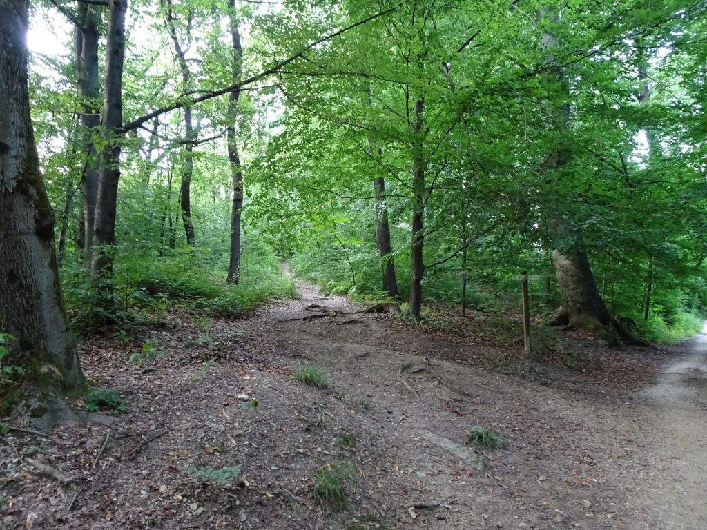 Trail towards the tree