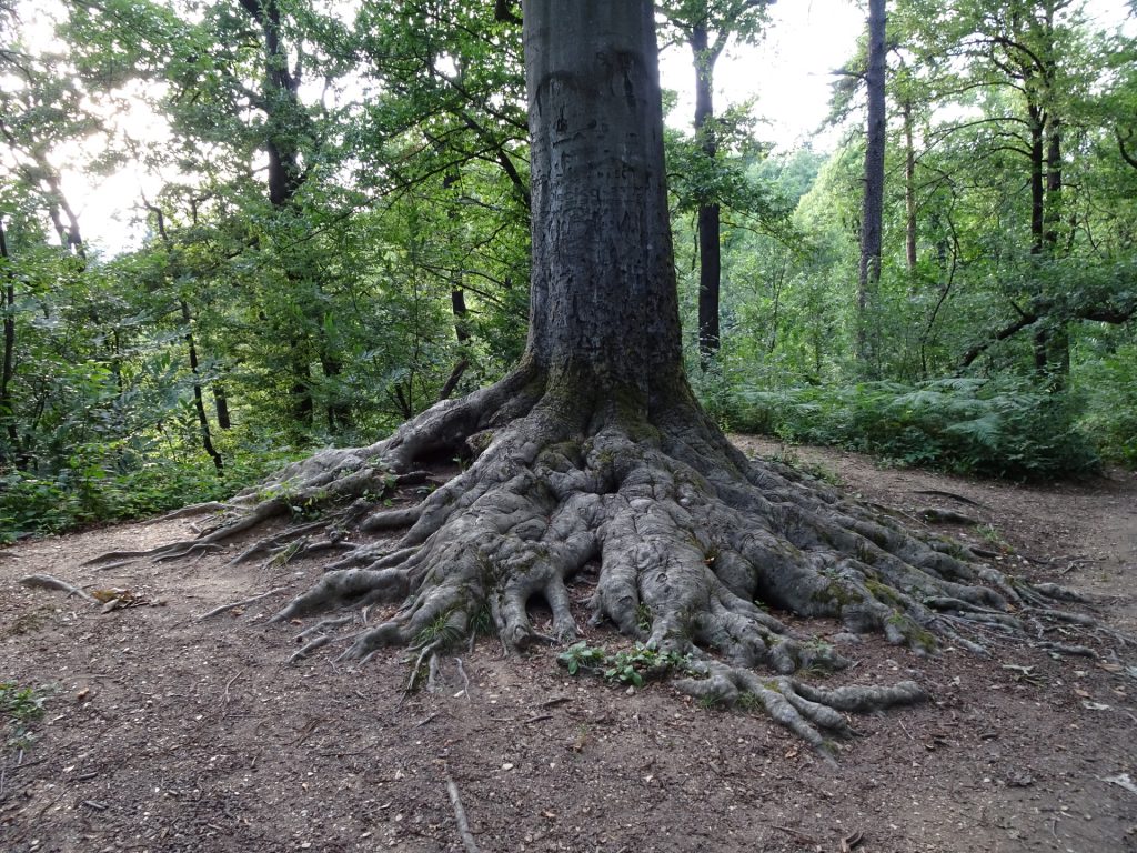 Impressive roots