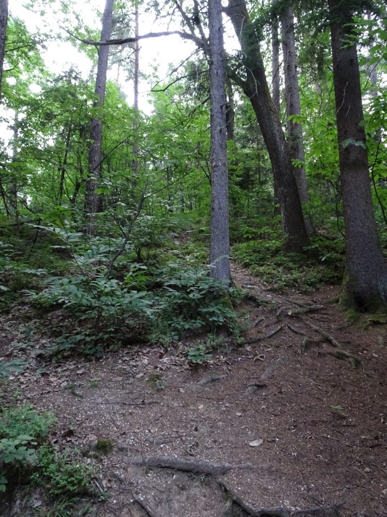 Trail towards the ski jumping area