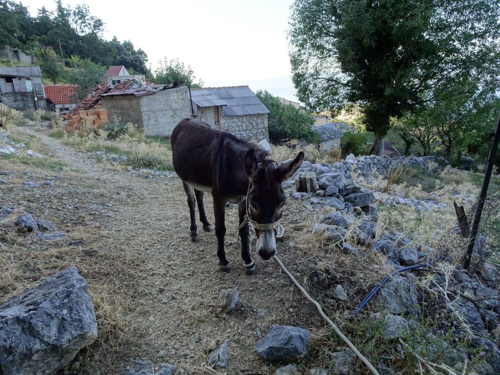 Donkey at a farm in Borak
