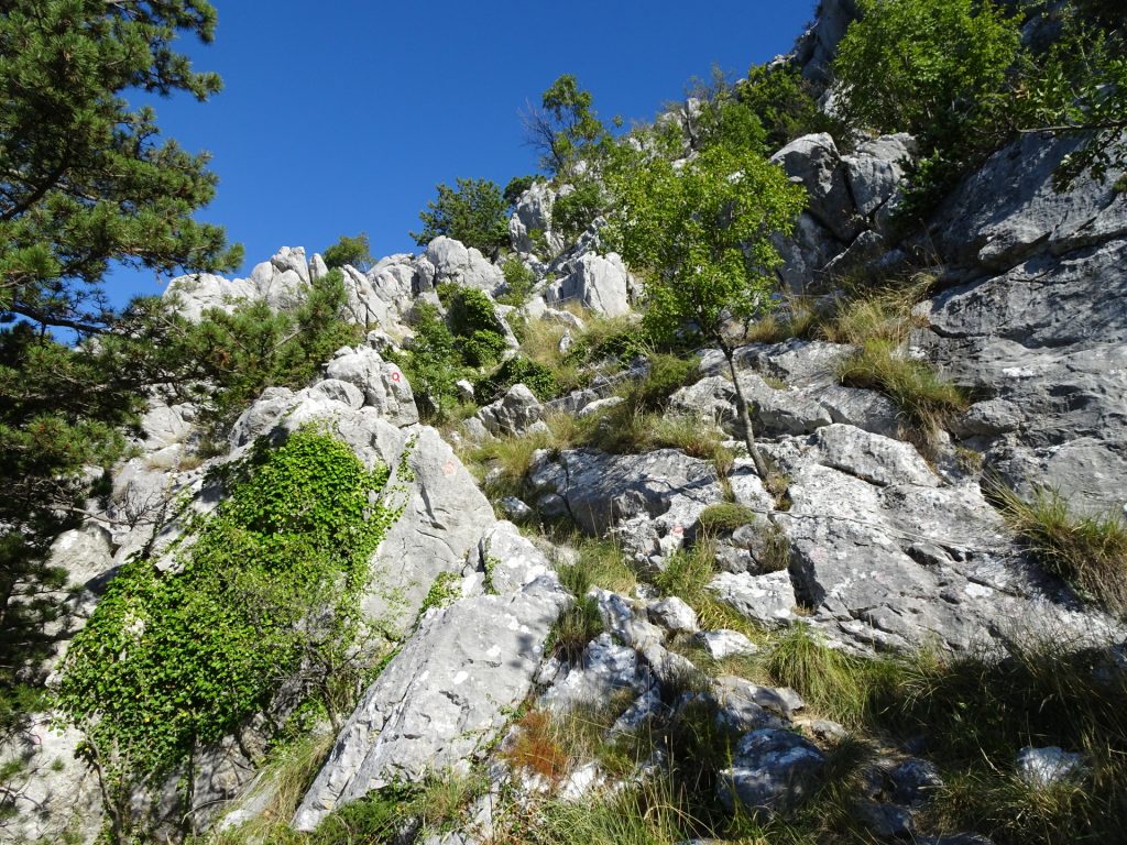 Now the trail becomes alpine :-)