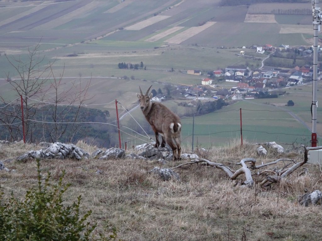 Wildlife is obviously not afraid of heights