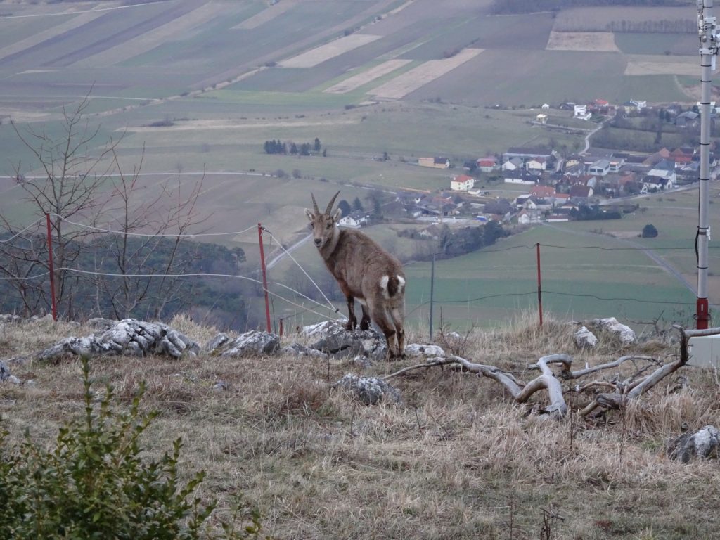 Wildlife is obviously not afraid of heights