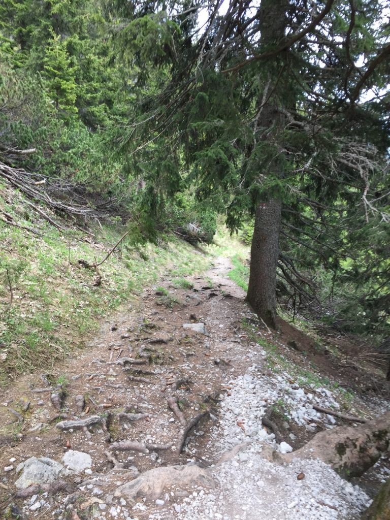 Descending back to the valley via the easy "Törlweg" (hiking route)