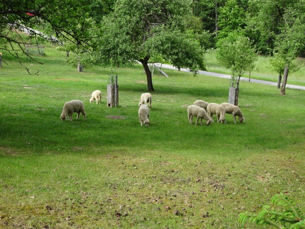 Watching the sheep from Törlweg
