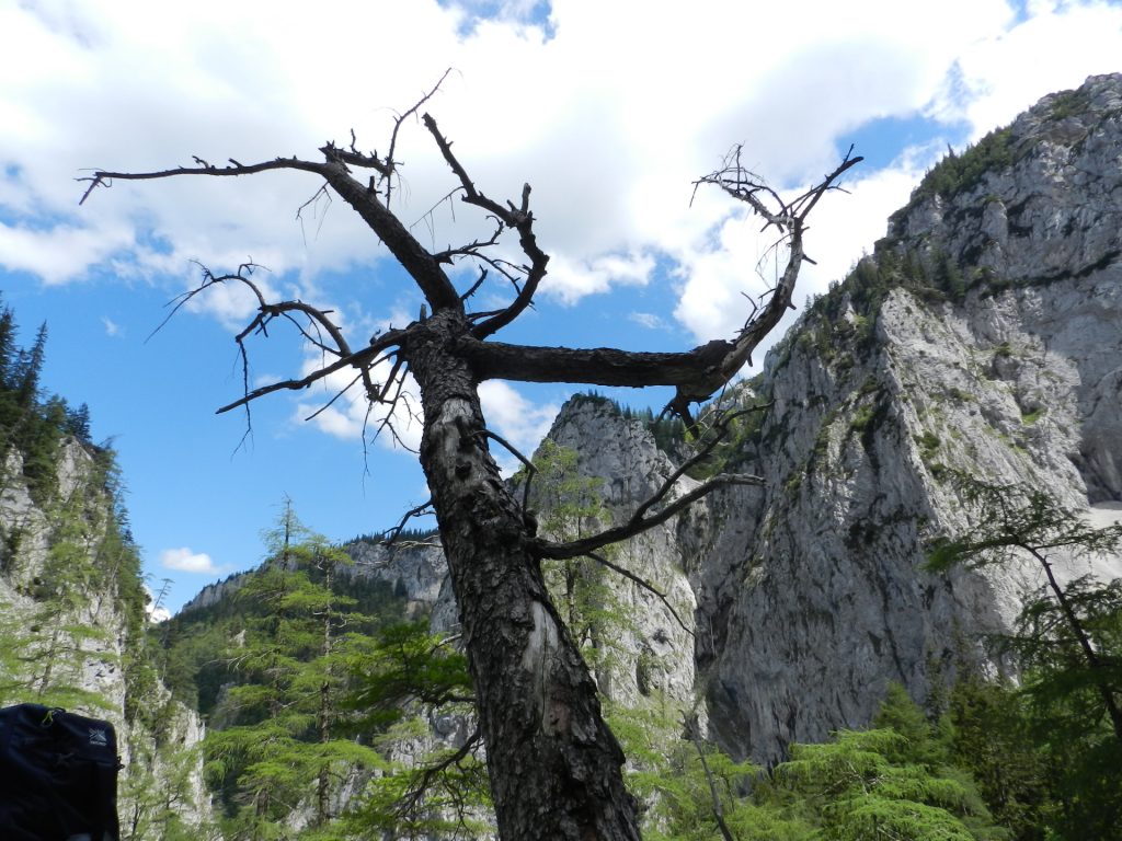 Distinctive tree on the scree field