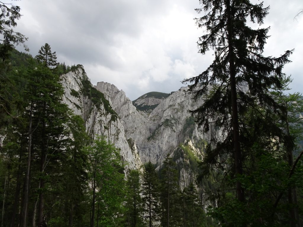 View back towards Wildfährte / Bärenlochsteig