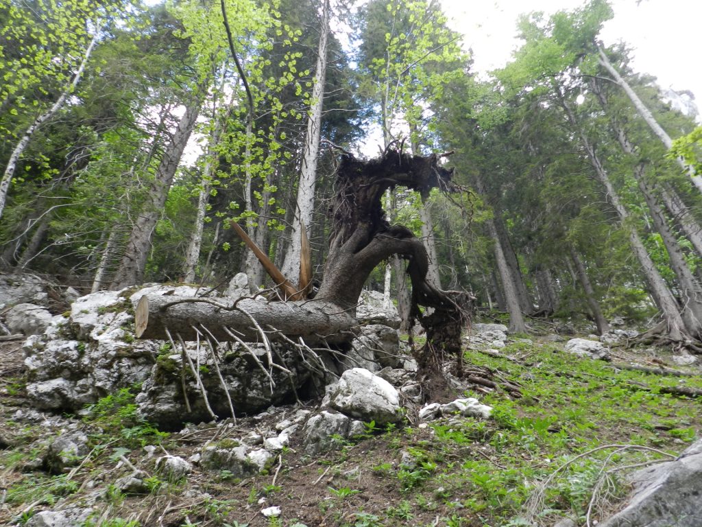 More obstacles on Kaisersteig