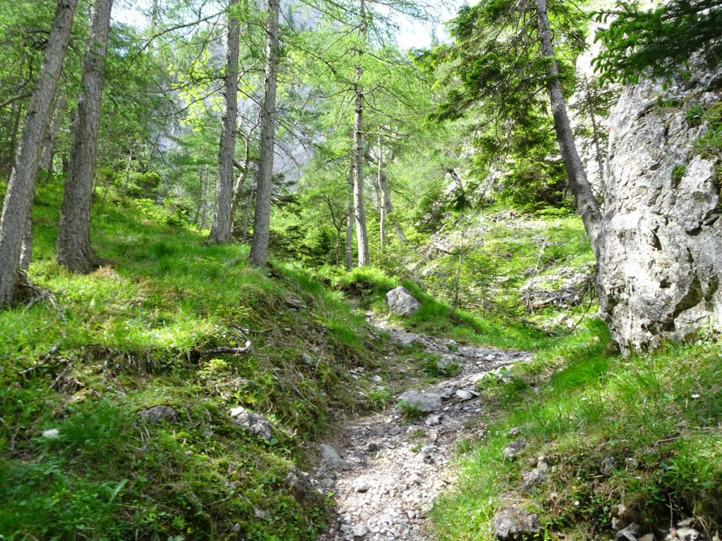 Trail towards "Wildfährte"