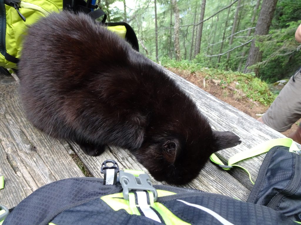 The poor hungry cat at the rest place before the ferrata