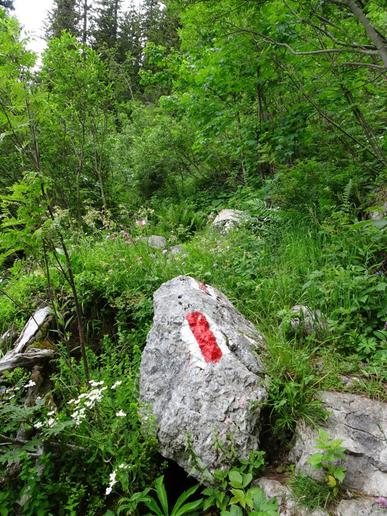 Trail towards "Fuchslochsteig"