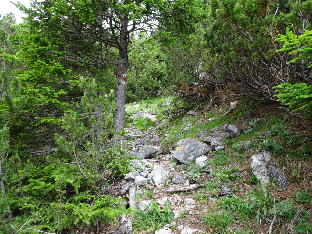 Trail towards Fuchsloch