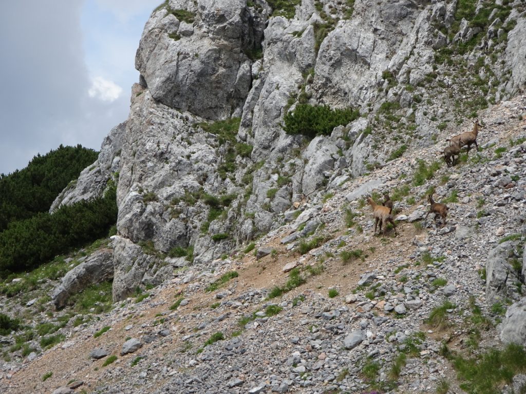 Wildlife at "Murmeltiersteig" (actually not a Murmeltier)