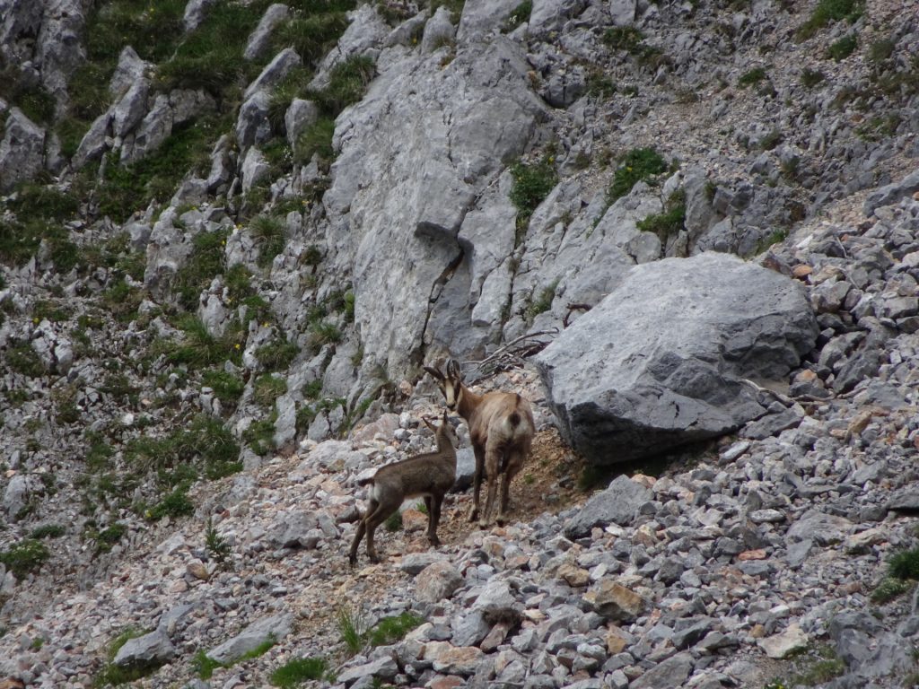 Wildlife at "Murmeltiersteig" (actually not a Murmeltier)