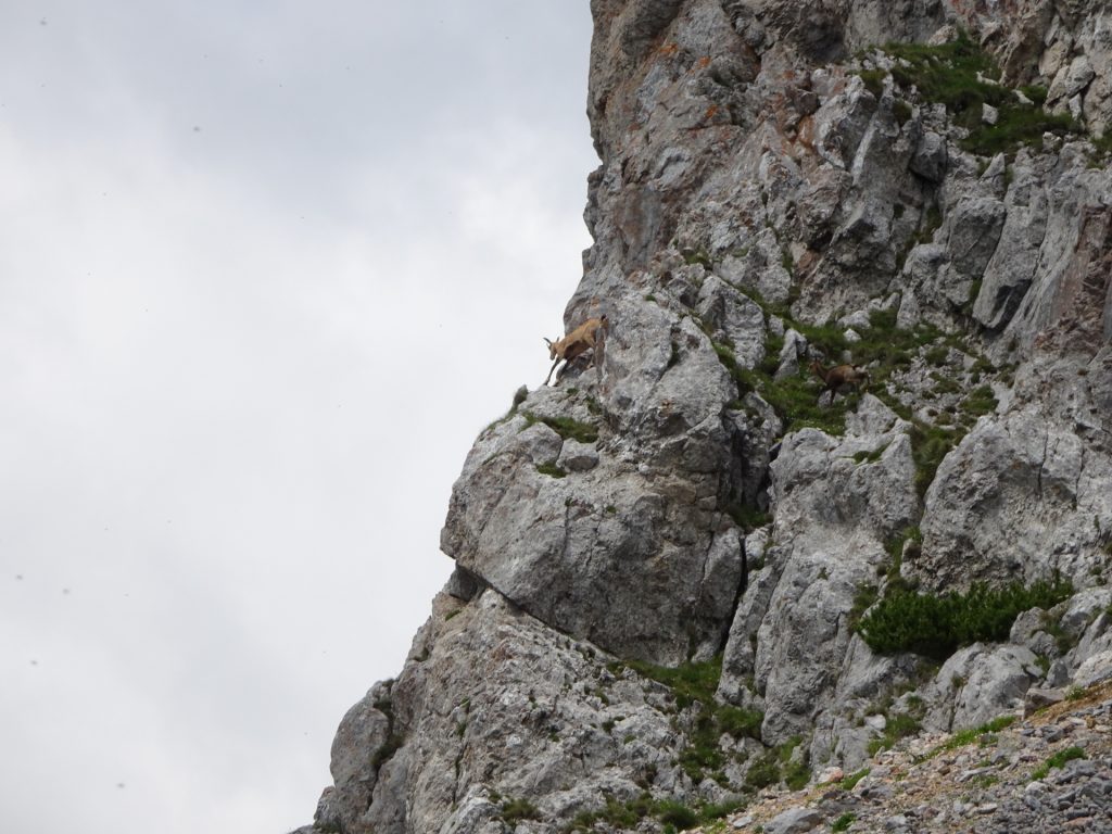 Getting jealous about wildlife\'s climbing skills