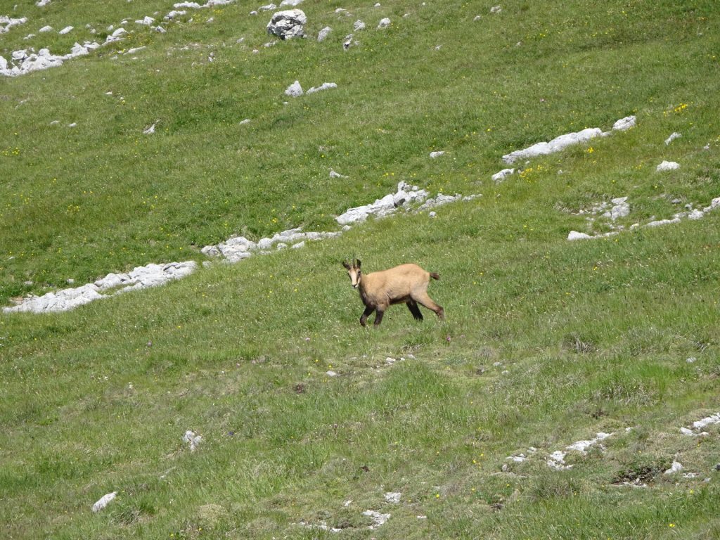 Wildlife at "Heukuppe"