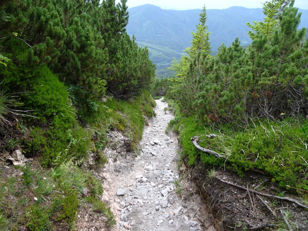 Descending via "Waxriegelsteig"