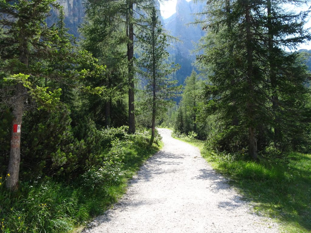 The forest road towards the waterfalls