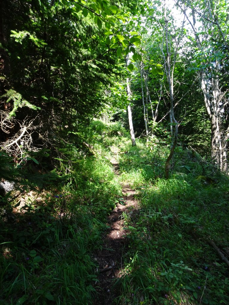 Small trail back towards "Guter Hirte"