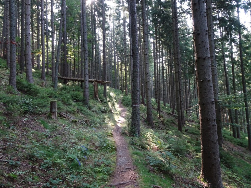 Follow the red-white-red marked trail towards "Barbarakreuz"
