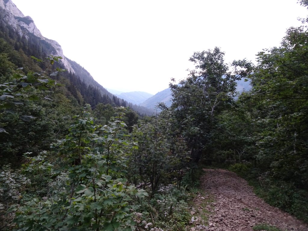 Trail back towards "Hirnalm"